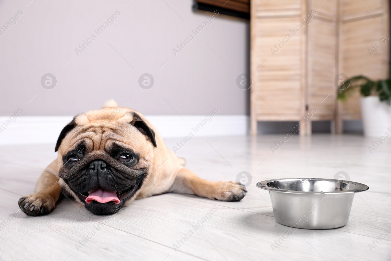 Photo of Cute pug dog suffering from heat stroke near bowl of water on floor at home