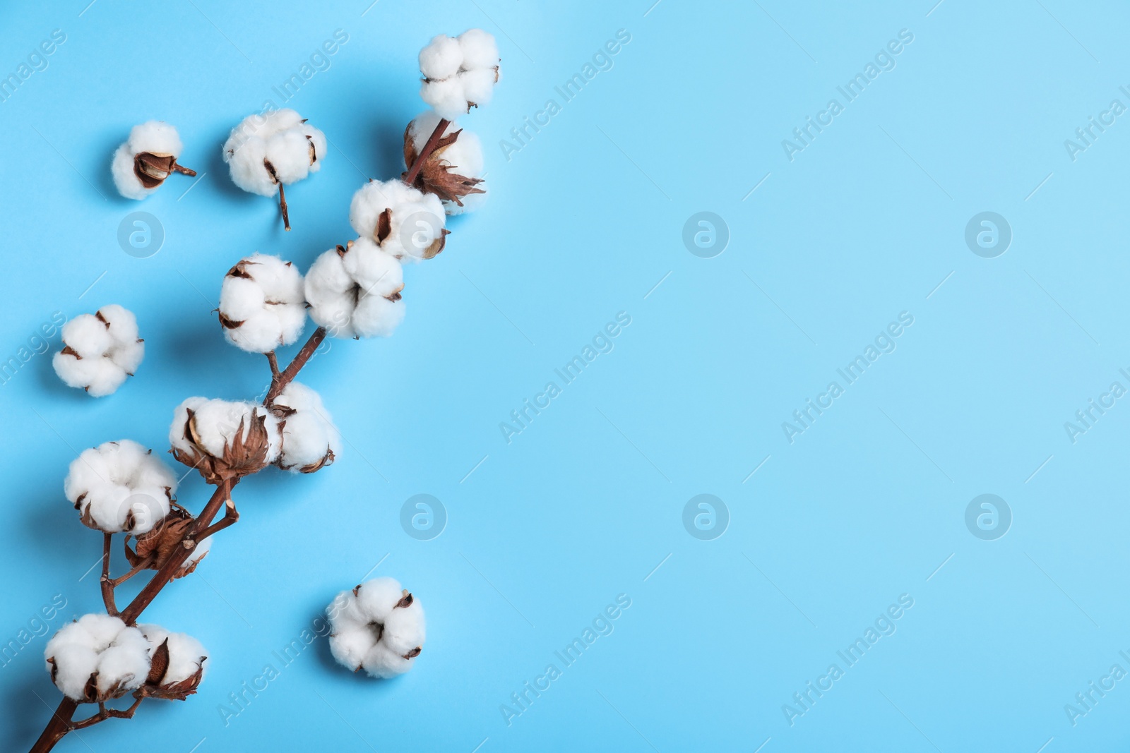 Photo of Fluffy cotton flowers on light blue background, top view. Space for text