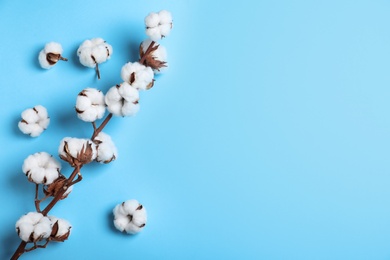 Photo of Fluffy cotton flowers on light blue background, top view. Space for text