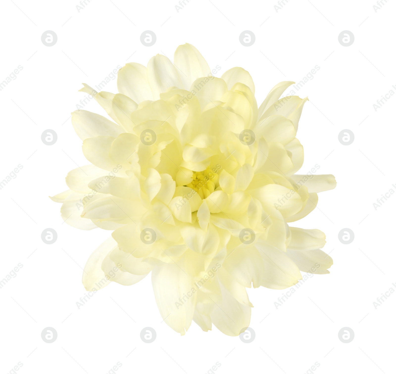 Photo of Beautiful blooming chrysanthemum flower isolated on white