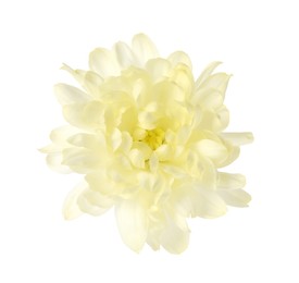 Photo of Beautiful blooming chrysanthemum flower isolated on white