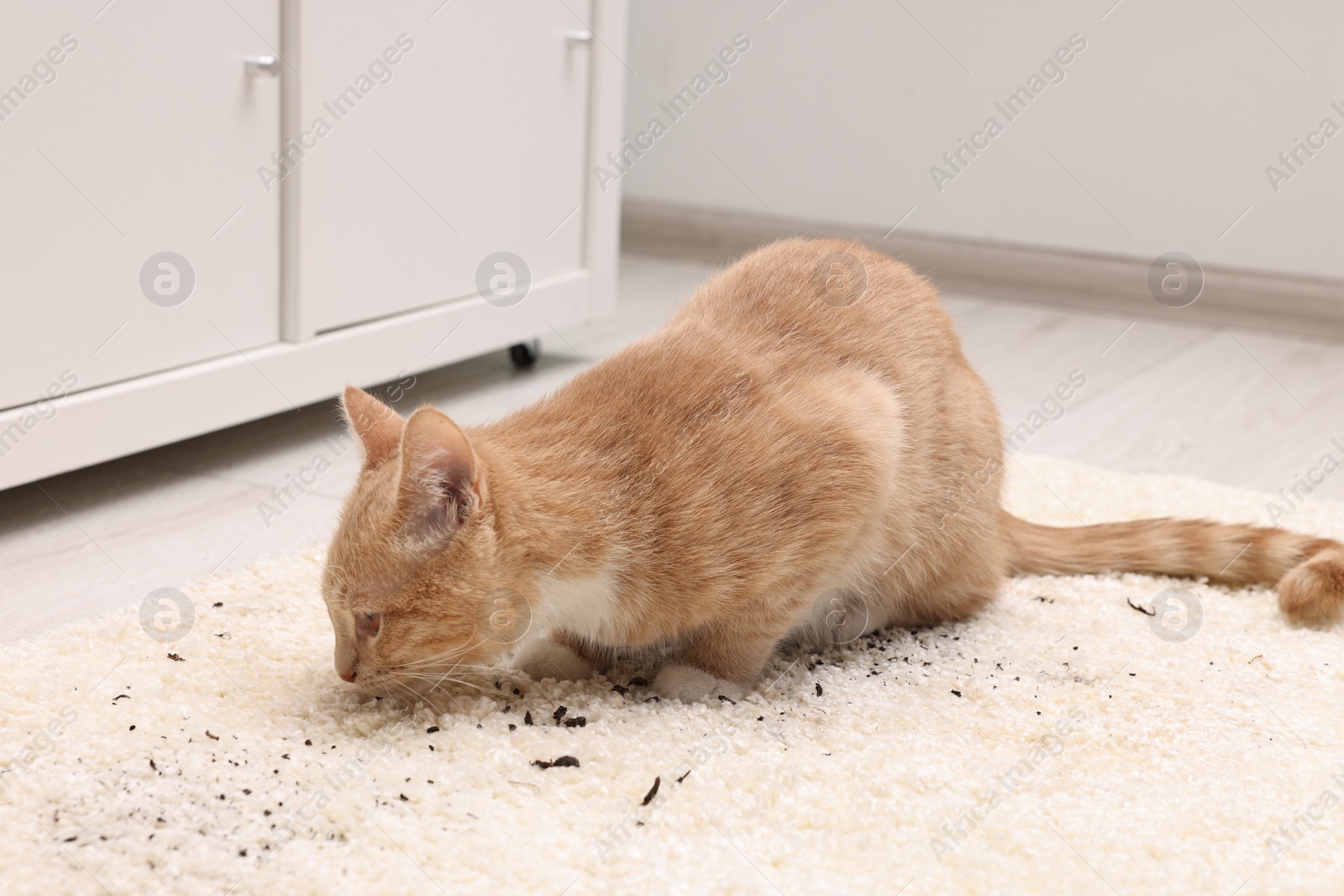 Photo of Cute ginger cat on carpet with scattered soil indoors