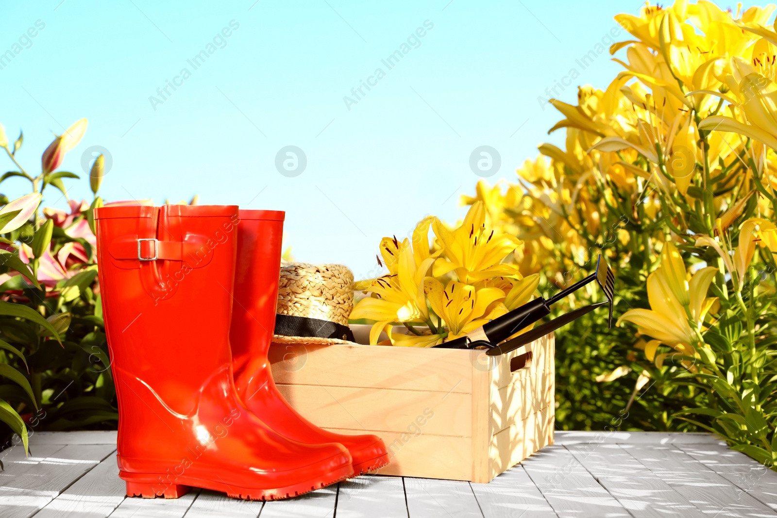 Photo of Rubber boots, lilies and gardening tools on white wooden table at flower field