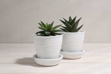 Photo of Beautiful potted succulent plants on white wooden table