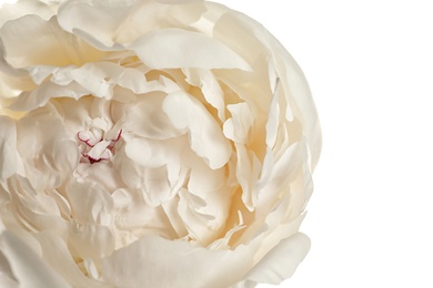 Photo of Beautiful fresh peony flower on white background, top view