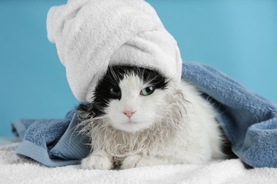 Wet cat wrapped with towels on light blue background