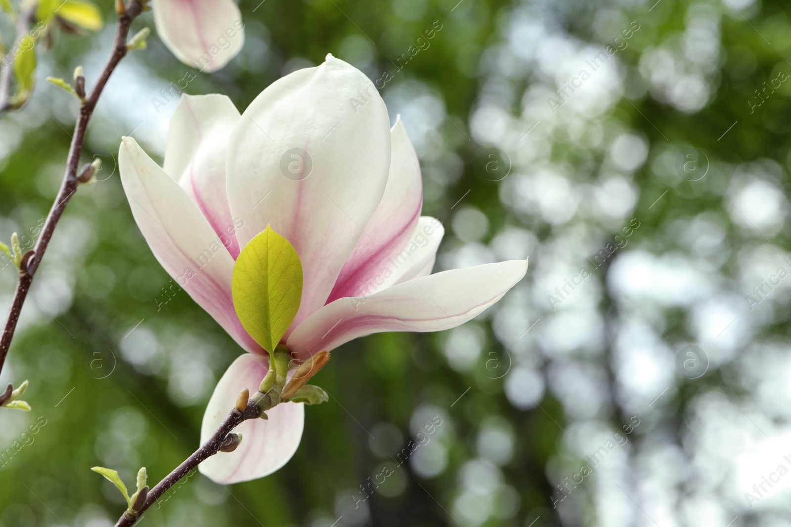 Photo of Magnolia tree with beautiful flower on blurred background, closeup