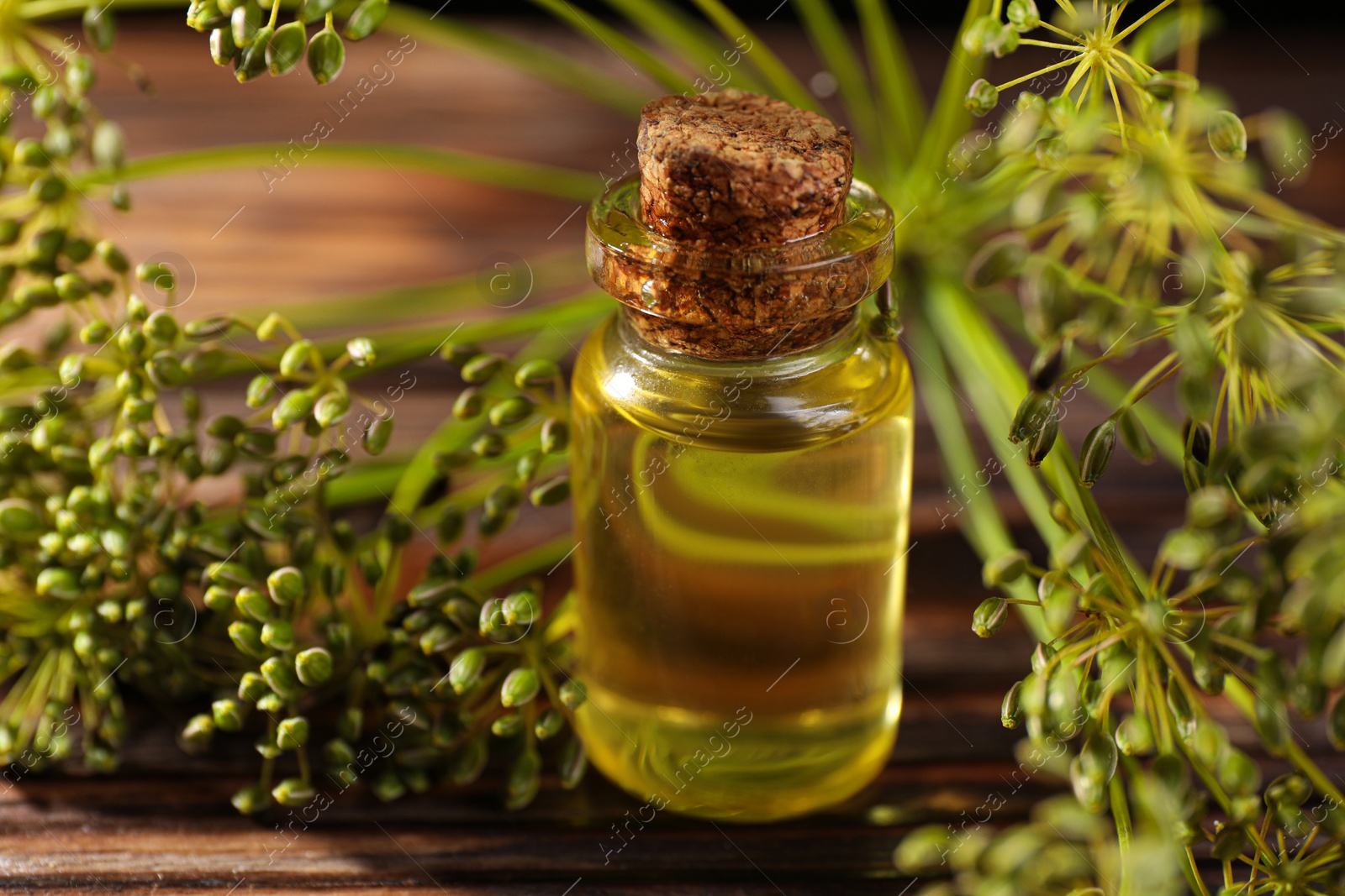 Photo of Bottle of essential oil and fresh dill on wooden table, closeup