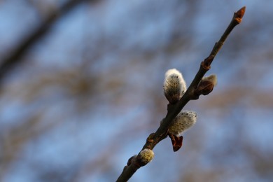 Beautiful pussy willow branch with catkins against blue sky, closeup. Space for text