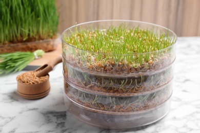 Photo of Fresh wheat grass in sprouter on table