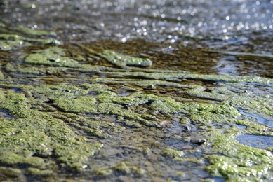 Photo of Green moss in river water on sunny day