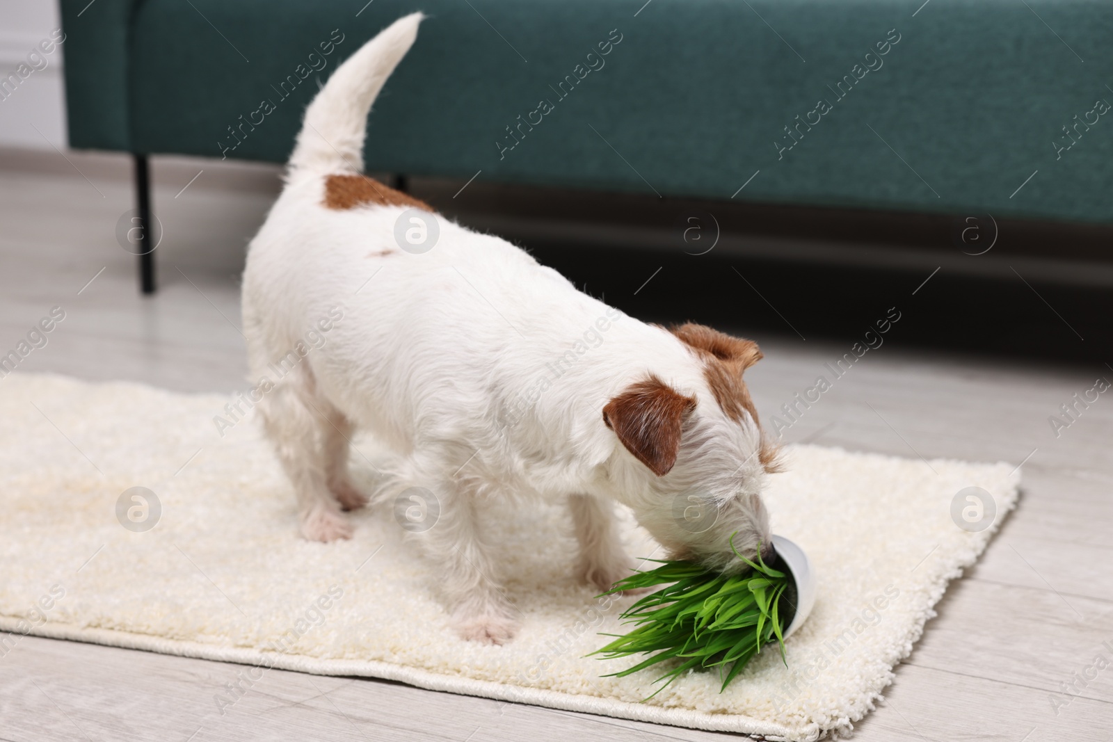 Photo of Cute dog near overturned houseplant on rug indoors