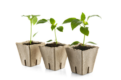 Photo of Green pepper seedlings in peat pots isolated on white