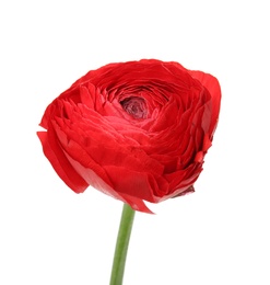 Photo of Beautiful spring ranunculus flower isolated on white