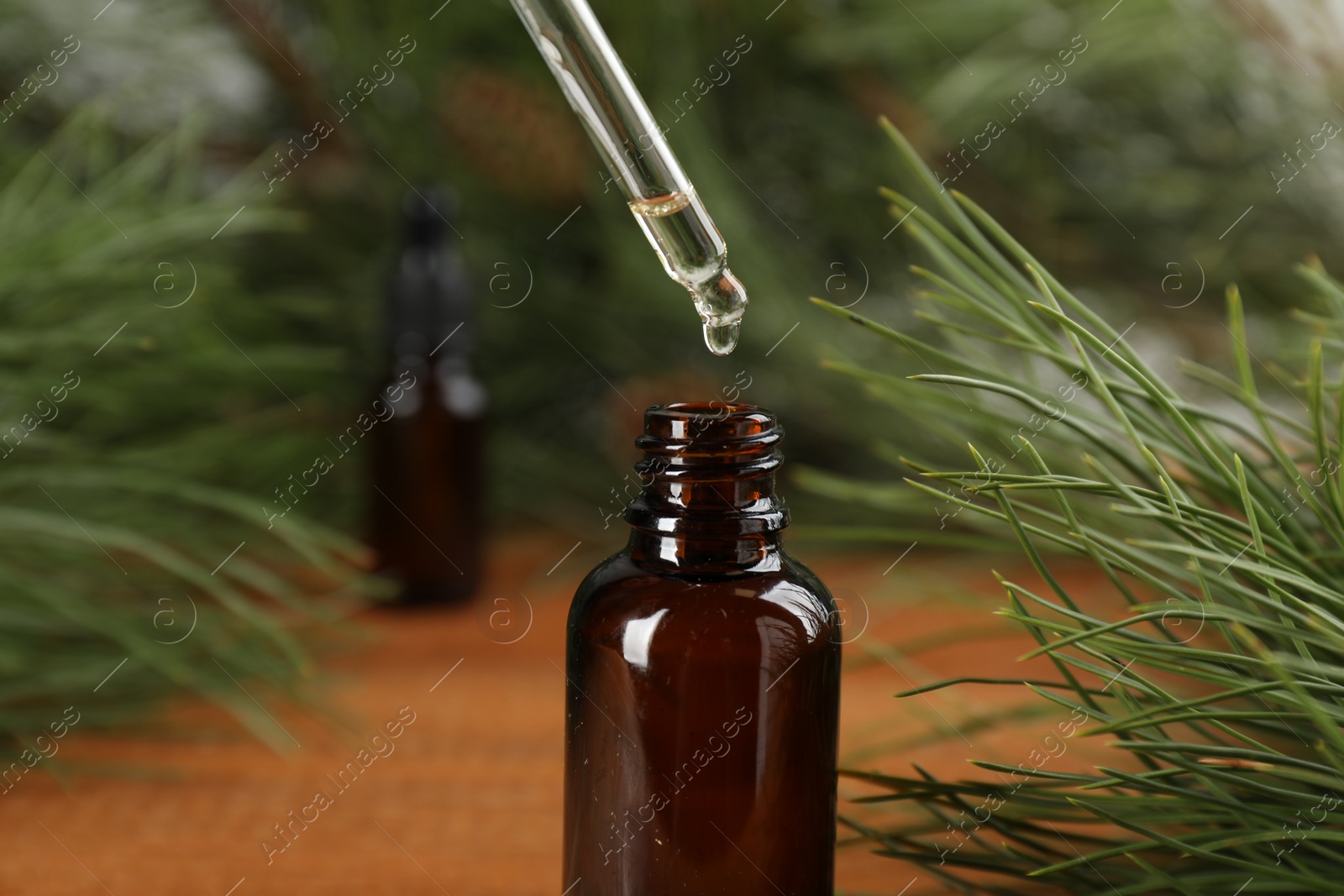 Photo of Dripping pine essential oil into bottle at wooden table, closeup