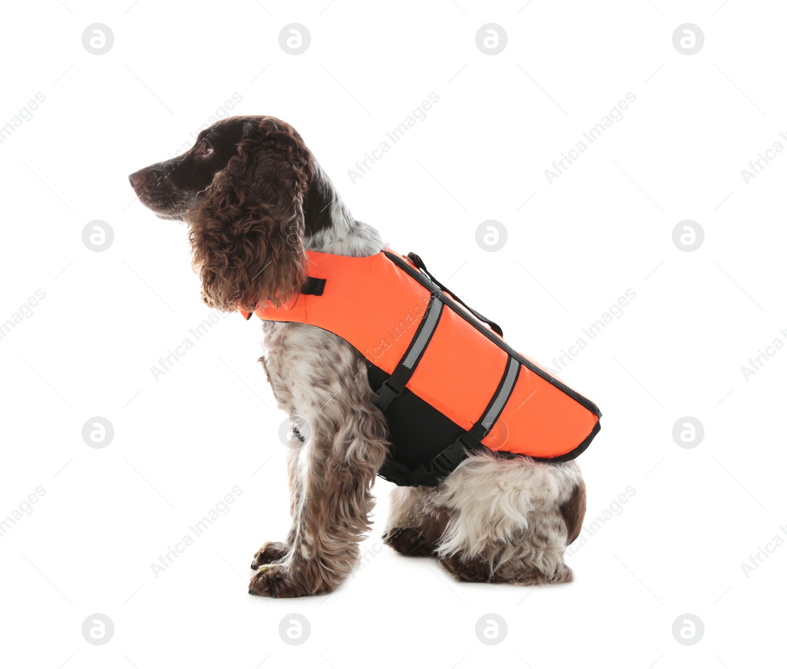 Photo of Dog rescuer in life vest on white background