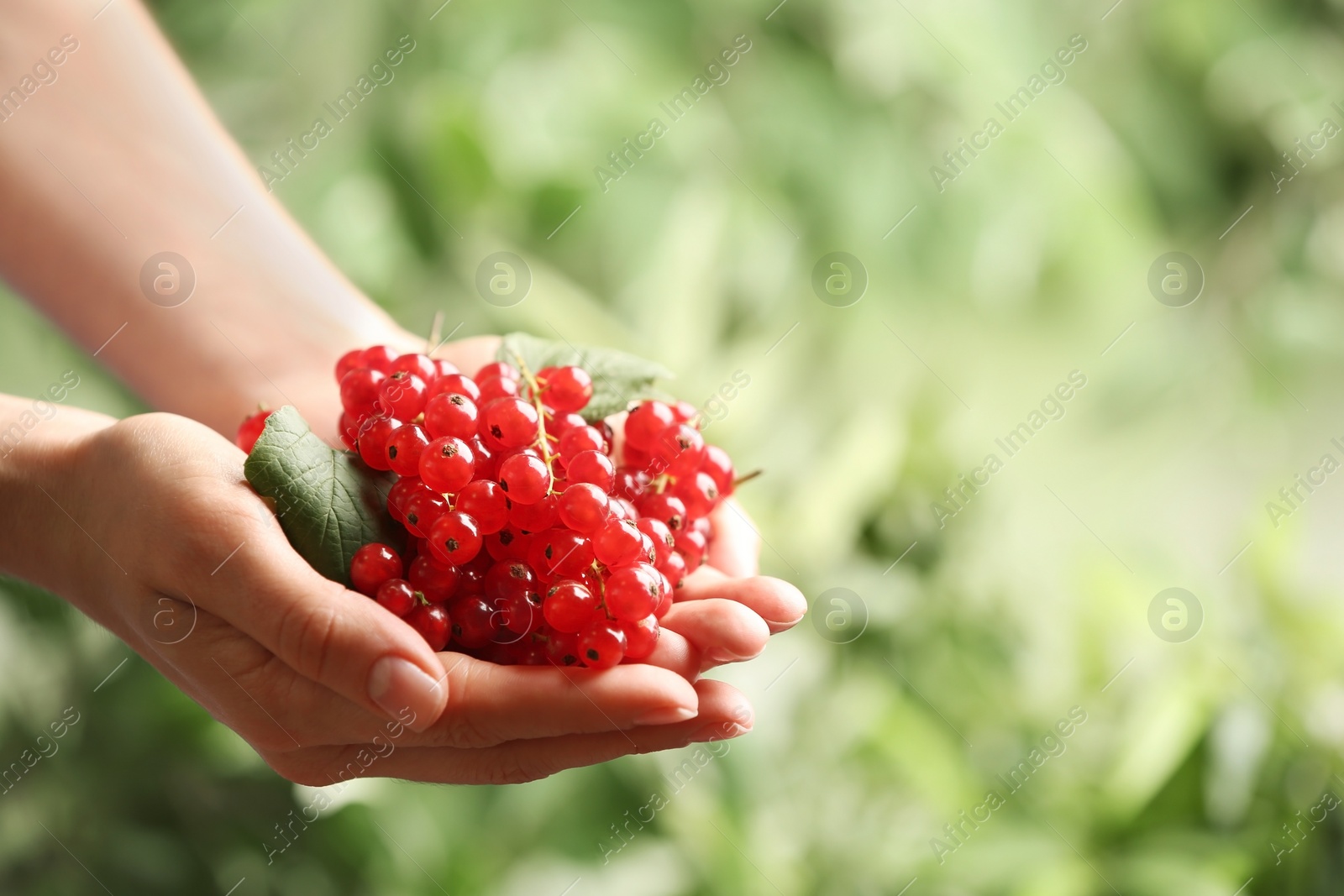 Photo of Woman holding ripe red currants on blurred background, closeup. Space for text