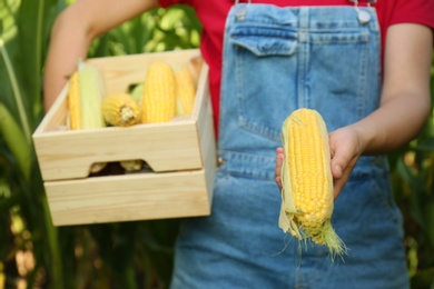 Photo of Woman holding wooden crate with fresh ripe corn on field, closeup