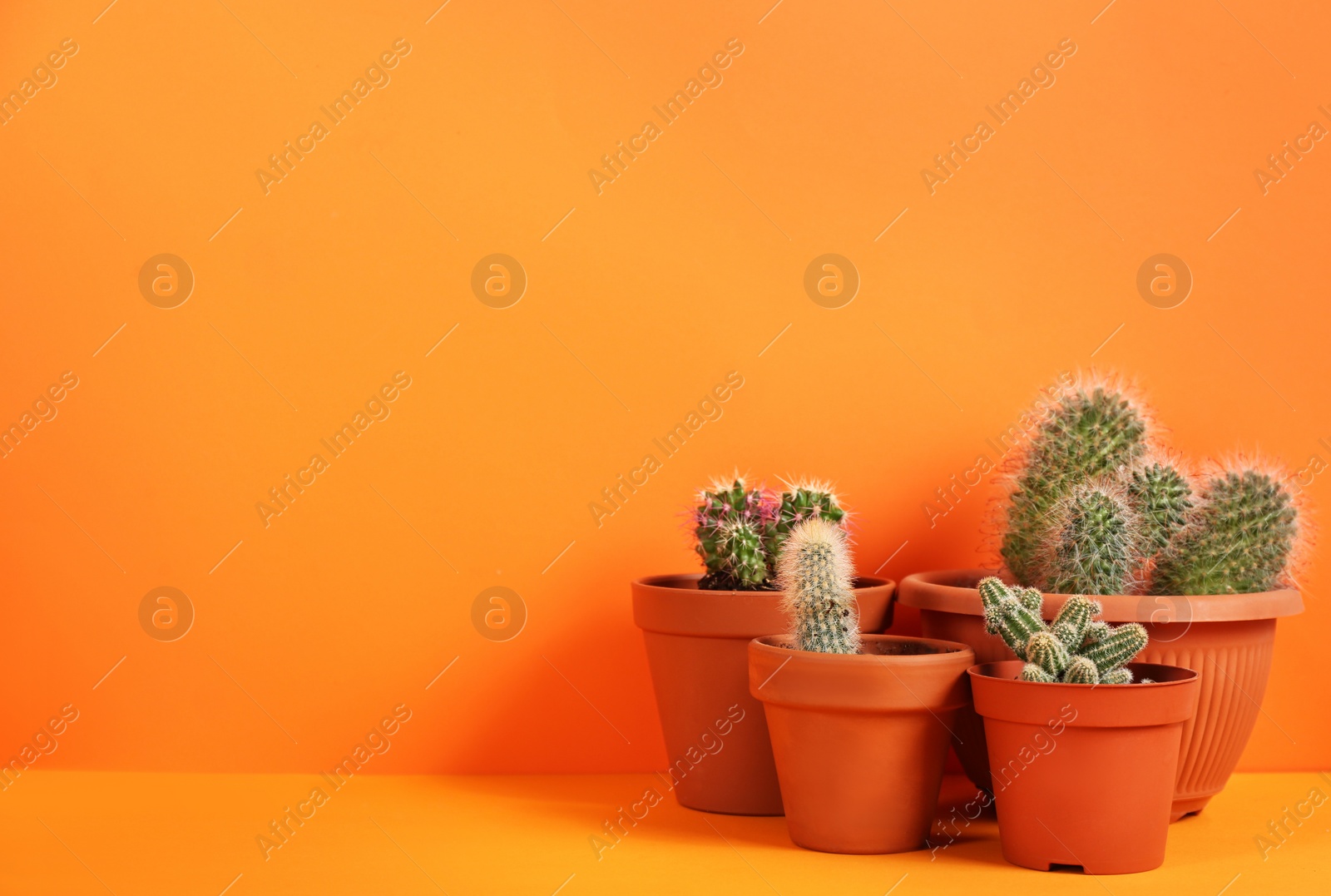 Photo of Beautiful cactuses on orange background. Space for text