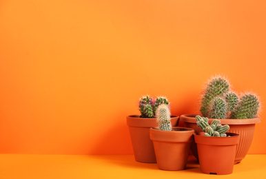 Photo of Beautiful cactuses on orange background. Space for text