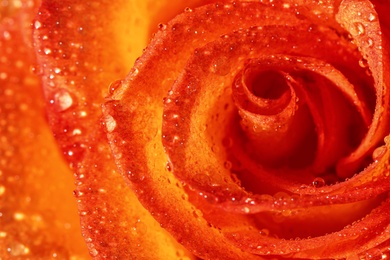 Photo of Closeup view of beautiful blooming rose with dew drops as background