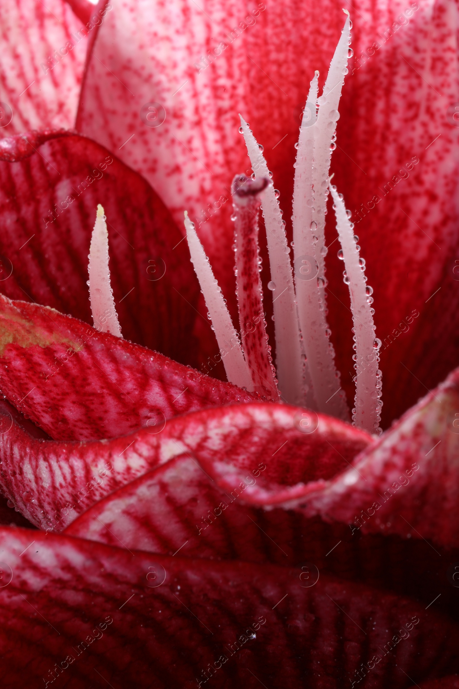 Photo of Beautiful red amaryllis flower with water drops as background, macro view