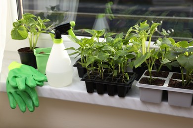 Seedlings growing in plastic containers with soil, spray bottle and rubber gloves on windowsill indoors
