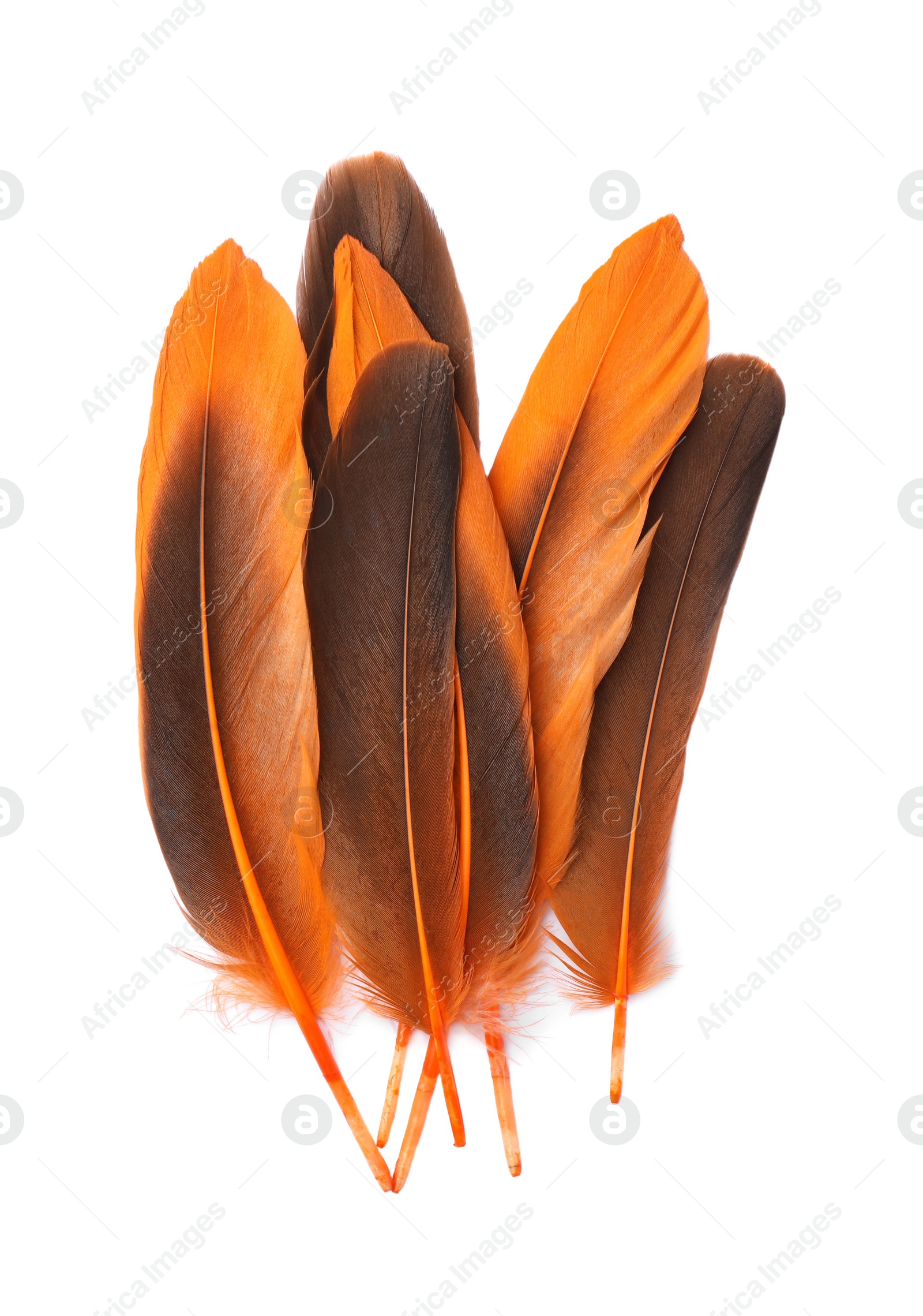 Photo of Many beautiful orange bird feathers isolated on white, top view