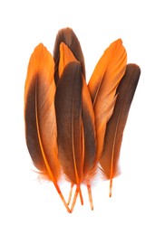 Photo of Many beautiful orange bird feathers isolated on white, top view