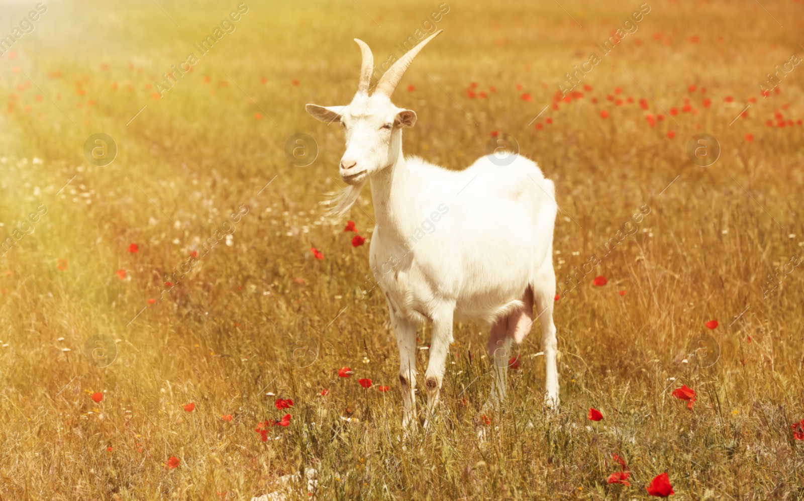 Photo of Beautiful white goat in field on sunny day. Animal husbandry