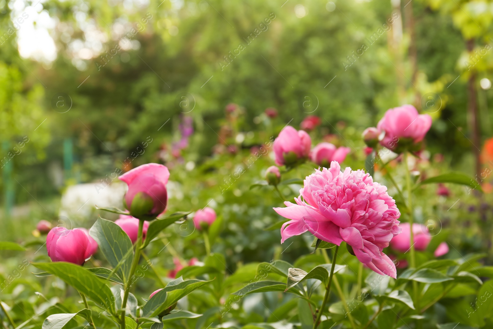 Photo of Beautiful peony plants with pink flowers and buds outdoors. Space for text