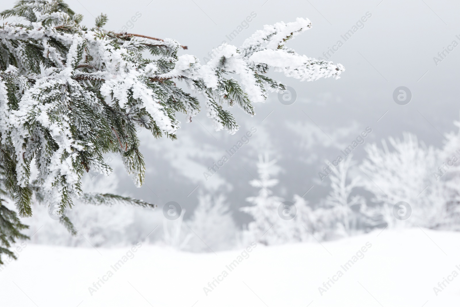 Photo of Fir branches covered with snow on winter day, closeup. Space for text