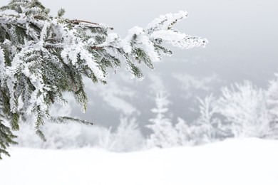 Fir branches covered with snow on winter day, closeup. Space for text