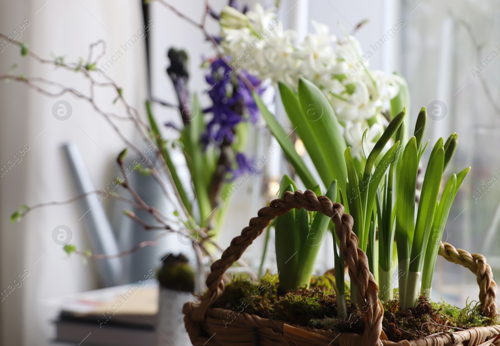 Photo of Spring shoots of Narcissus and Hyacinth planted in wicker basket on window sill, closeup. space for text