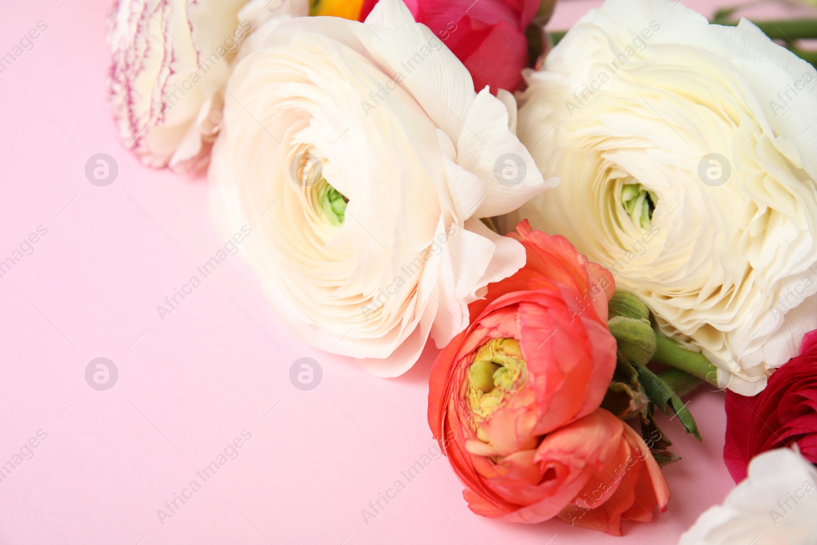 Photo of Beautiful ranunculus flowers on color background, closeup view. Space for text