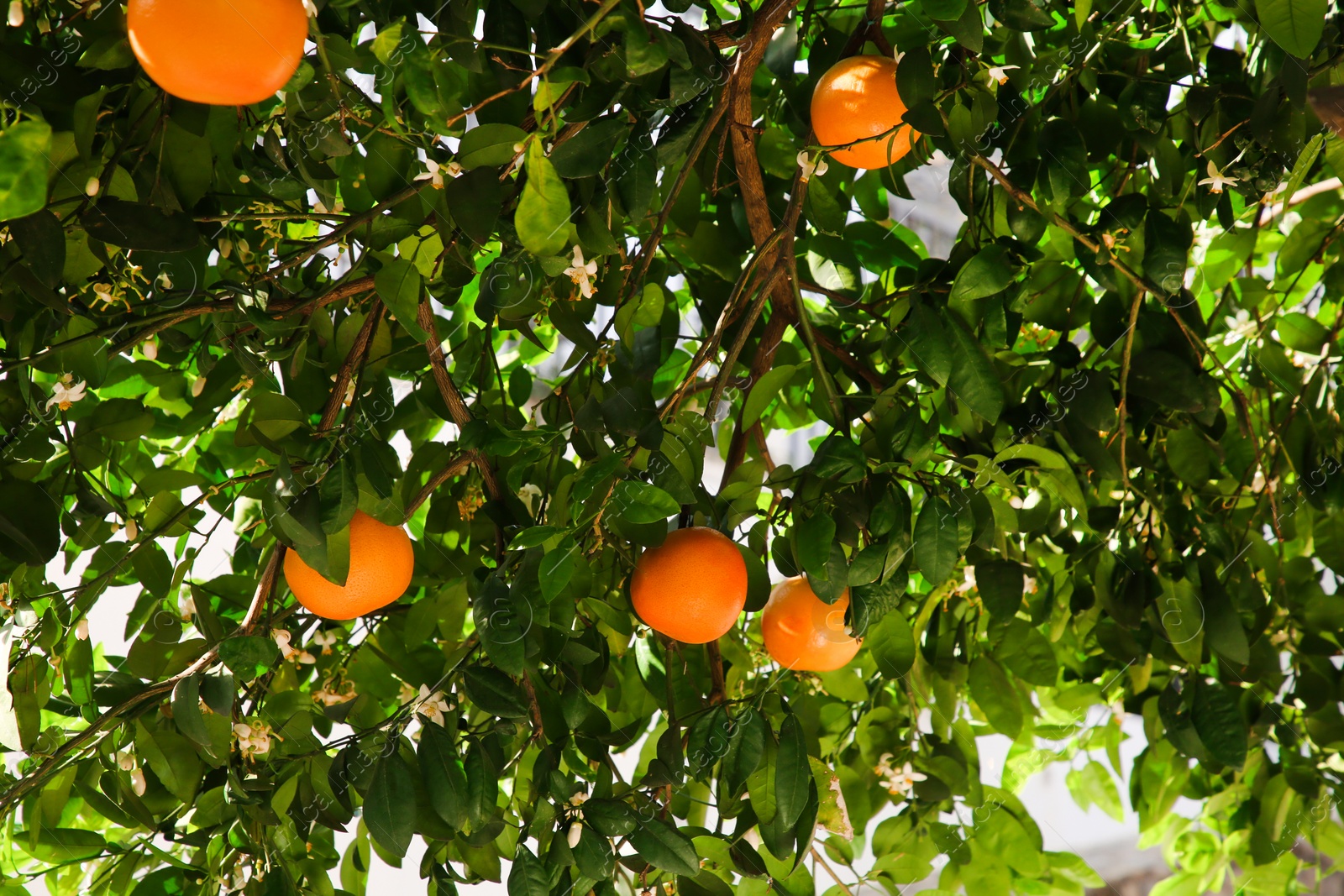 Photo of Fresh ripe grapefruits growing on tree outdoors