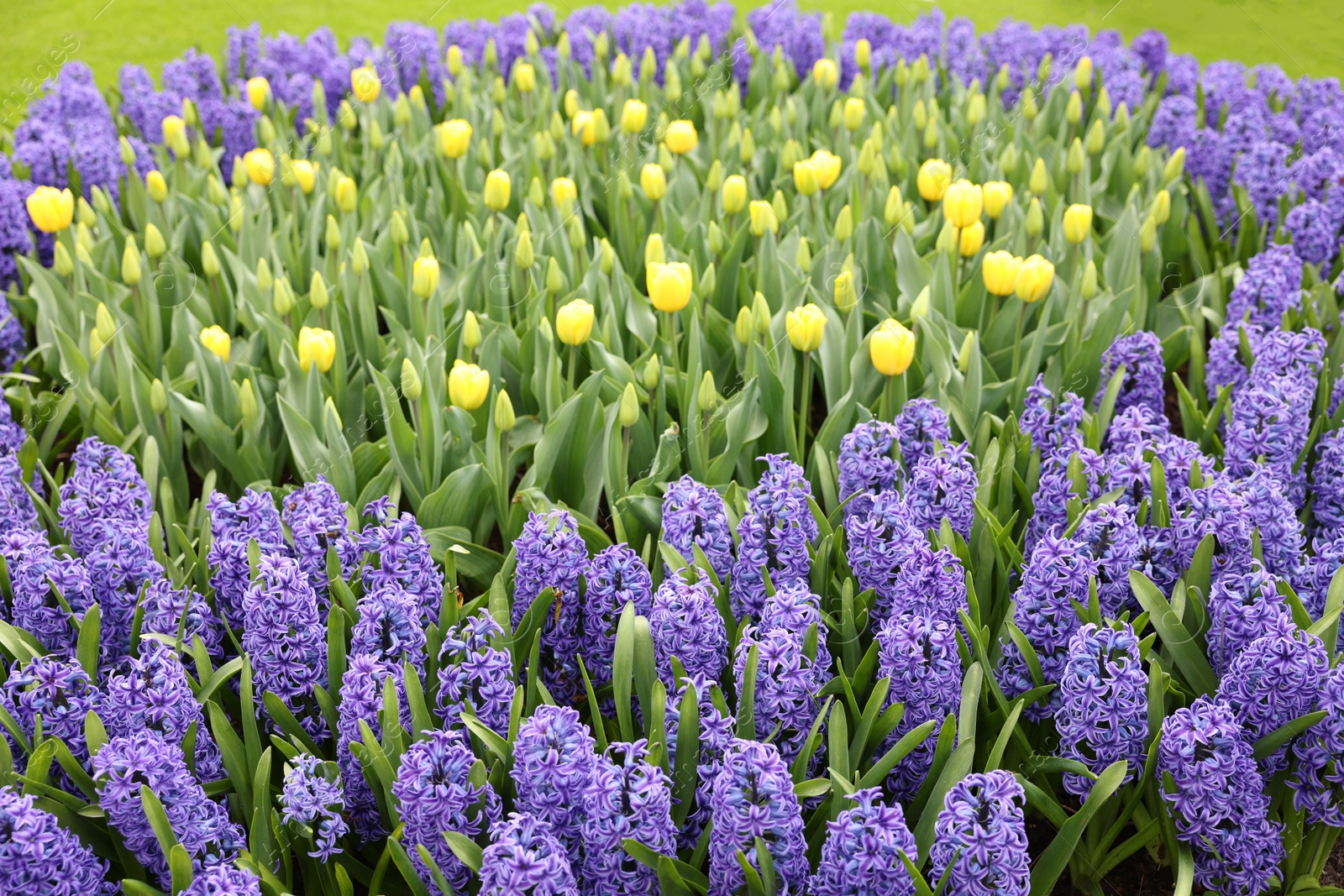 Photo of Beautiful hyacinth and tulip flowers growing outdoors