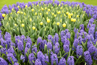 Photo of Beautiful hyacinth and tulip flowers growing outdoors