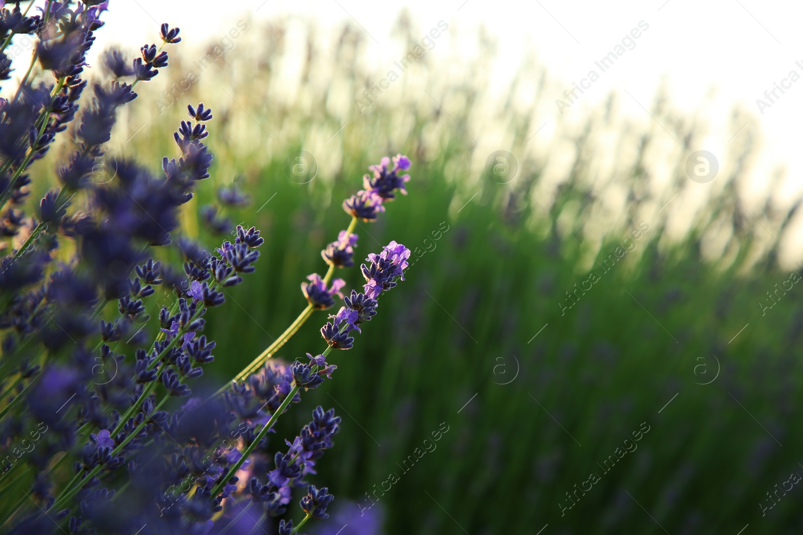 Photo of Beautiful blooming lavender growing in field, closeup. Space for text