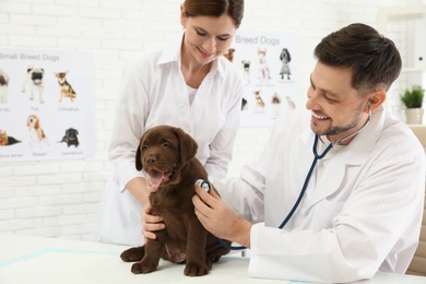 Photo of Veterinarian and his assistant examining cute Labrador puppy in clinic