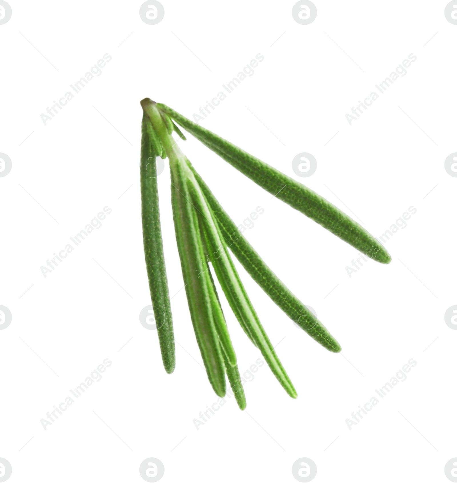 Photo of Fresh green rosemary isolated on white. Aromatic herb