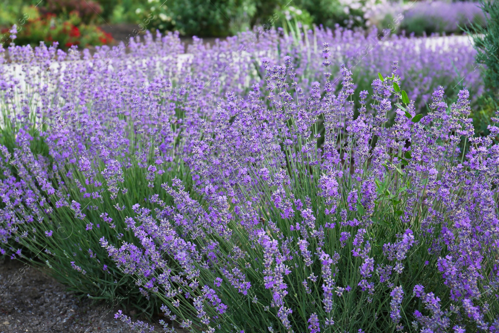 Photo of Beautiful blooming lavender plants growing in field