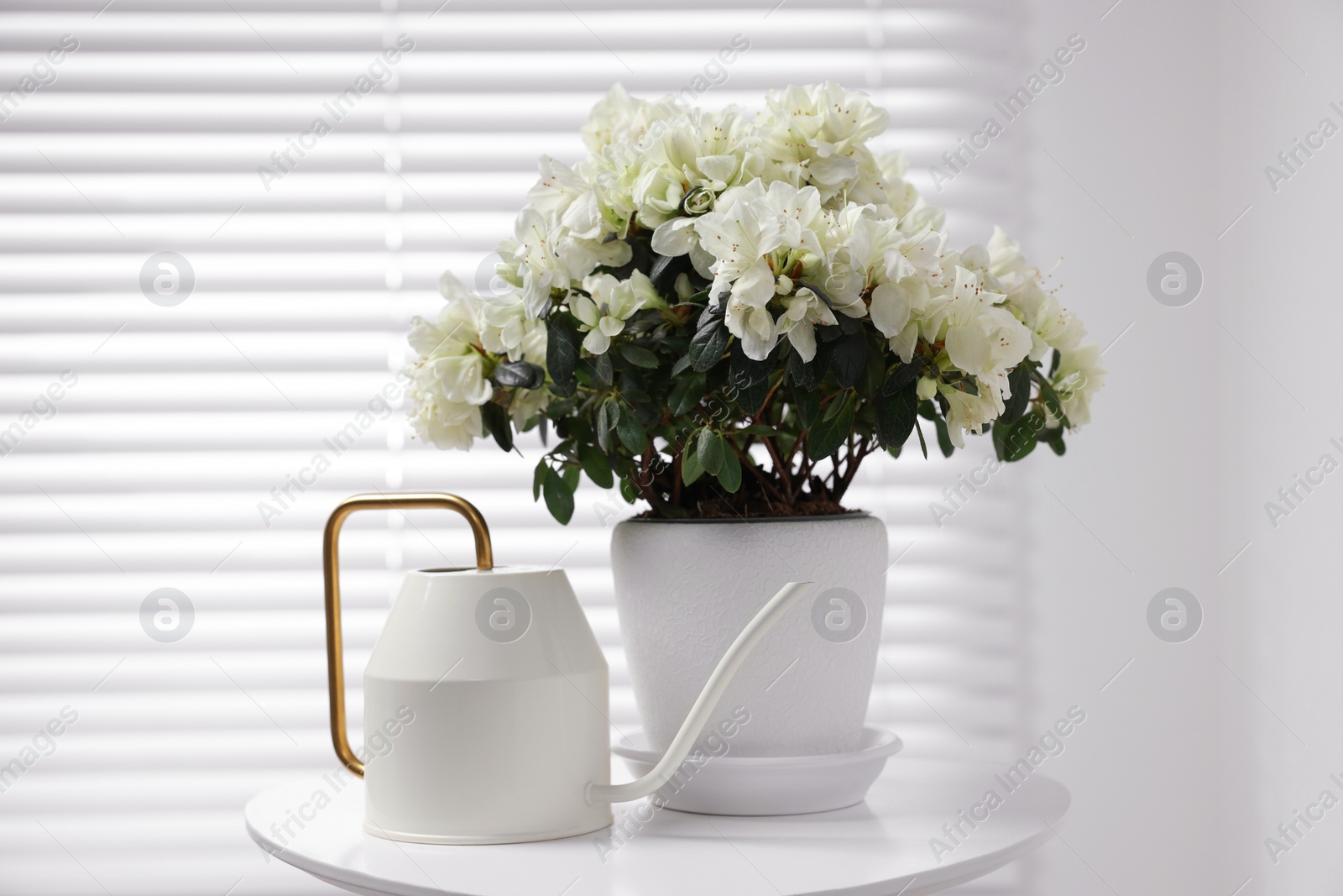 Photo of Beautiful azalea plant in flower pot and watering can on white table indoors