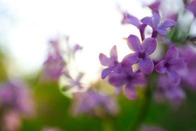 Photo of Closeup view of beautiful blossoming lilac shrub outdoors