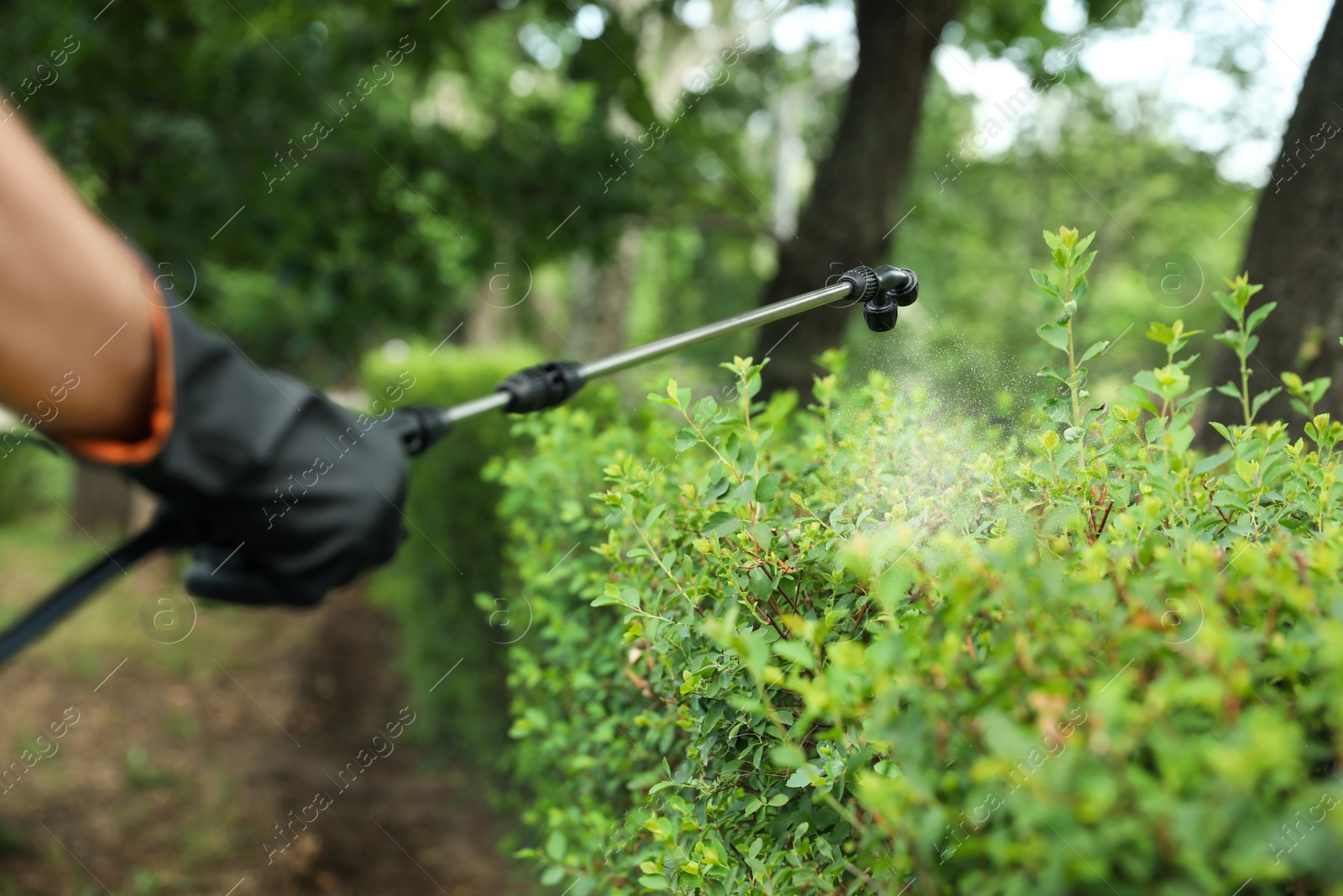 Photo of Worker spraying pesticide onto green bush outdoors, closeup. Pest control