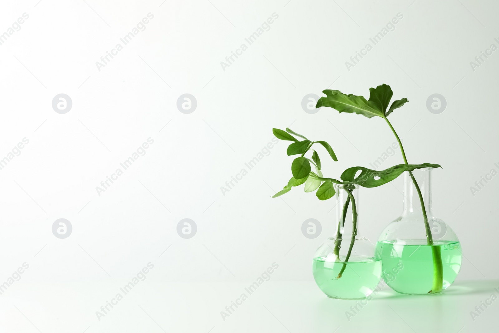 Photo of Laboratory glassware with plants on white background. Chemistry concept