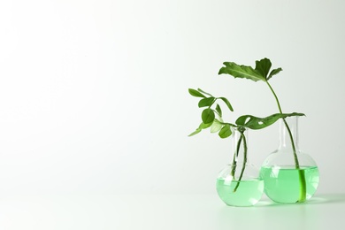 Laboratory glassware with plants on white background. Chemistry concept