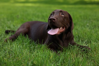 Photo of Adorable Labrador Retriever dog lying on green grass in park