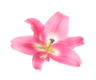 Beautiful pink lily flower isolated on white