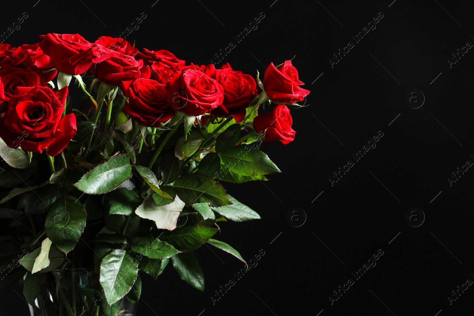 Photo of Beautiful red rose flowers on black background